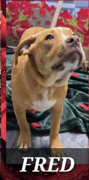 Beagle and American Bulldog Dogs Available for Adoption in Aurora, Indiana - Marion Bullgles :  Fred | PetCurious