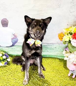 Labrador Retriever and Mixed Breed Dogs Available for Adoption - DAFFI | PetCurious