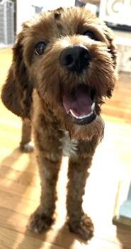 Buddy -  Miniature Poodle Dog for Adoption in Bowie, Maryland - Buddy | PetCurious