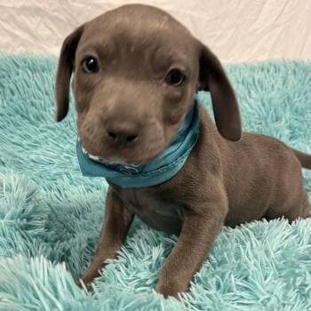 Labubu -  Mixed Breed Dog for Adoption in Canal Winchester, Ohio - Labubu | PetCurious