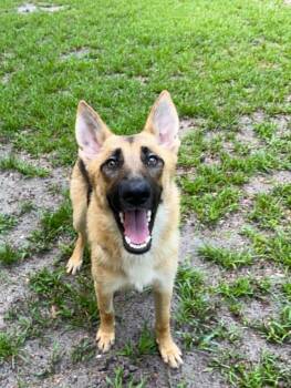 Michael -  German Shepherd Dog Dog for Adoption in Green Cove Springs, Florida - Michael | PetCurious