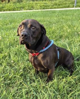 Brandon -  Black Labrador Retriever and Dachshund Dog for Adoption in Indiana, Pennsylvania - Brandon | PetCurious