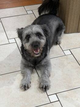 Teddy -  Schnauzer Dog for Adoption in Churchville, New York - Teddy | PetCurious
