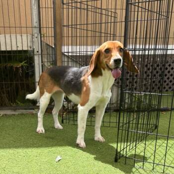 Nala 1438 -  Beagle Dog for Adoption in Loxahatchee Groves, Florida - Nala 1438 | PetCurious