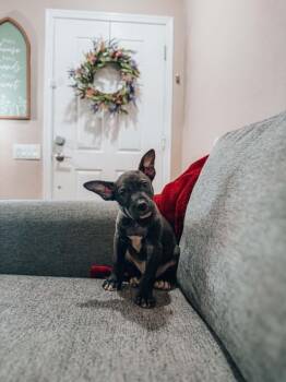 Leon -  Pit Bull Terrier Dog for Adoption in Goodyear, Arizona - Leon | PetCurious