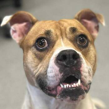 Rescue Mixed Breed Dogs for Adoption in Moundsville, West Virginia - Luna | PetCurious