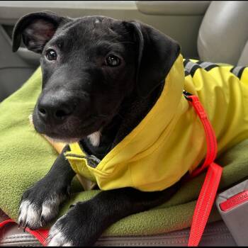 Cake Walk -  Mixed Breed Dog for Adoption in Rockville, Maryland - Cake Walk | PetCurious