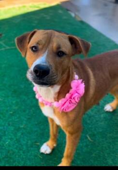 Rescue Mountain Cur and Mixed Breed Dogs for Adoption in Houston, Texas - Tulip | PetCurious
