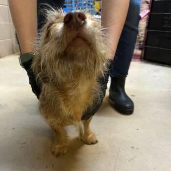 Mixed Breed Dogs Available for Adoption in Gadsden, Alabama - Twig | PetCurious