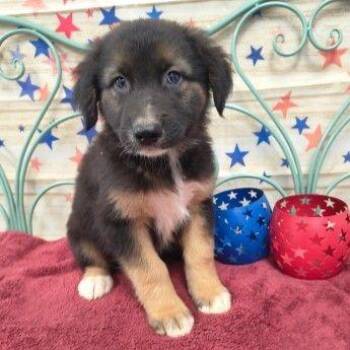 CT Scooby -  Terrier and Mixed Breed Dog for Adoption in Eastford, Connecticut - CT Scooby | PetCurious