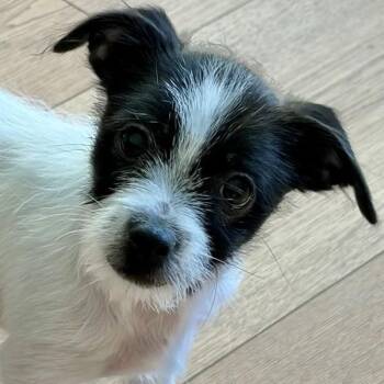 Brazil -  Terrier Dog for Adoption in Walnut Creek, California - Brazil | PetCurious