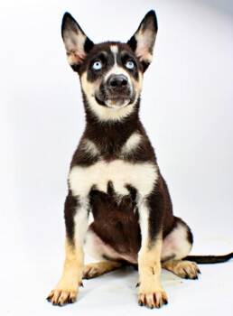 Meadow -  Siberian Husky and Mixed Breed Dog Available for Adoption in Morton Grove, Illinois - Meadow | PetCurious
