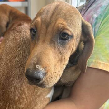 Penn -  Hound and Mixed Breed Dog for Adoption in Gloucester, Virginia - Penn | PetCurious