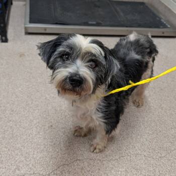 Rescue Schnauzer and Mixed Breed Dogs for Adoption in Ardmore, Oklahoma - Gerald | PetCurious