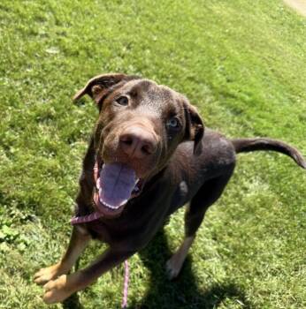 Pol -  Labrador Retriever Dog for Adoption in Cheektowaga, New York - Pol | PetCurious