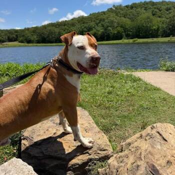 Mylo * -  Boxer and Pit Bull Terrier Dog for Adoption in Wadena, Minnesota - Mylo * | PetCurious