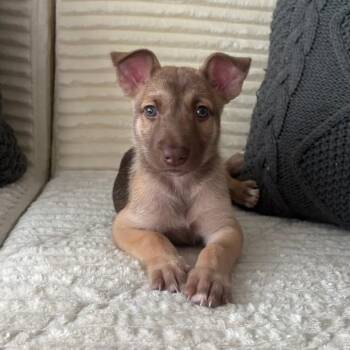 Tangerine -  Shepherd Dog for Adoption in Edinburg, Texas - Tangerine | PetCurious