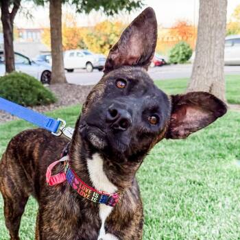 998 (2026) Mama Maggie -  Pit Bull Terrier Dog for Adoption in Parker, Colorado - 998 (2026) Mama Maggie | PetCurious
