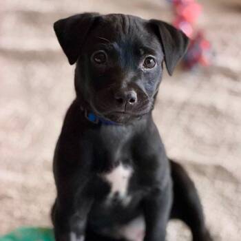 Ransom -  Mixed Breed and Beagle Dog for Adoption in Plainfield, Illinois - Ransom | PetCurious
