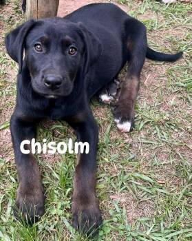 Labrador Retriever and Great Pyrenees Dogs Available for Adoption in Gillsville, Georgia - Chisolm | PetCurious