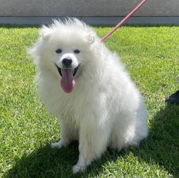 BUDDY -  American Eskimo Dog Dog for Adoption in Camarillo, California - BUDDY | PetCurious