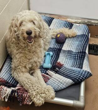 Frankie Fiesta -  Standard Poodle Dog for Adoption in Kennewick, Washington - Frankie Fiesta | PetCurious