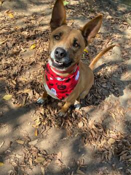 Rescue Mixed Breed Dogs for Adoption in Denison, Texas - Gilly | PetCurious