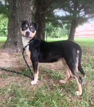 Pippy -  Staffordshire Bull Terrier Dog for Adoption in Springfield, Illinois - Pippy | PetCurious