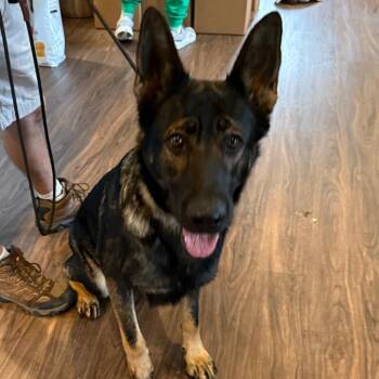 German Shepherd Dog Dogs Available for Adoption - Princess 9450 | PetCurious