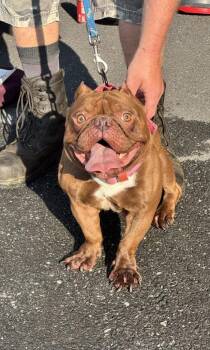Beans -  English Bulldog and Boston Terrier Dog for Adoption in Pine Grove, Pennsylvania - Beans | PetCurious