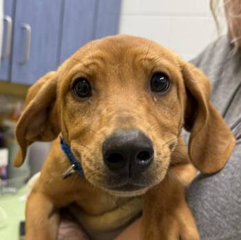 Labrador Retriever Dogs Available for Adoption in Golden, Colorado - Penelope | PetCurious