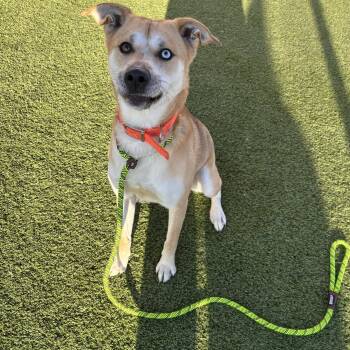 Husky and Australian Shepherd Dogs Available for Adoption - Pluto | PetCurious