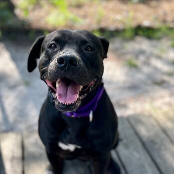 Rescue Labrador Retriever and Pit Bull Terrier Dogs for Adoption in Newark, New Jersey - Faith | PetCurious