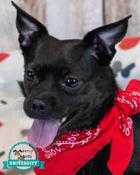 Lorraine -  Chihuahua and Pug Dog for Adoption in Kennesaw, Georgia - Lorraine | PetCurious