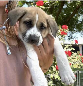 Yeah Yeah -  German Shepherd Dog and Labrador Retriever Dog for Adoption in Davis, California - Yeah Yeah | PetCurious
