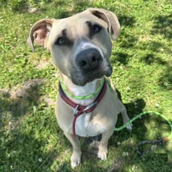Luna Nova -  Mixed Breed Dog for Adoption in Cape Girardeau, Missouri - Luna Nova | PetCurious