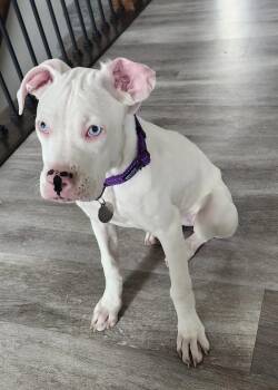 Dolly Parton -  Boxer Dog for Adoption in Denver, Colorado - Dolly Parton | PetCurious