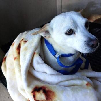 Toto -  Chihuahua Dog for Adoption in San Gabriel, California - Toto | PetCurious