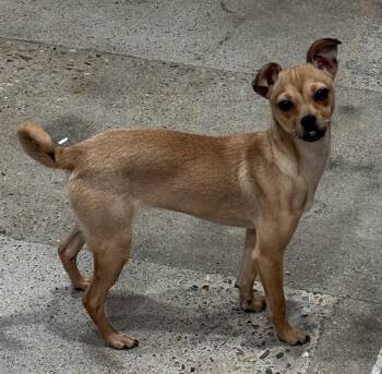 Chihuahua Dogs Available for Adoption - Cookie Lee | PetCurious