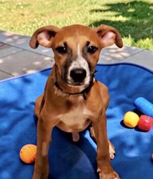 Eddie -  Terrier Dog for Adoption in Camp Pendleton North, California - Eddie | PetCurious