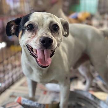 Rescue Chihuahua Dogs for Adoption in San Juan, San Juan - Blanqui | PetCurious