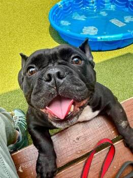 MILLY -  American Bulldog and Mixed Breed Dog for Adoption in Dedham, Massachusetts - MILLY | PetCurious