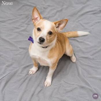 Nana -  Chihuahua and Mixed Breed Dog for Adoption in Hopkinton, Massachusetts - Nana | PetCurious