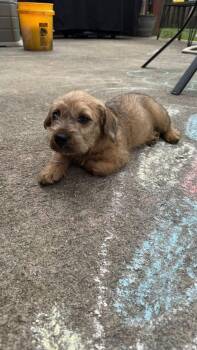 Terrier Dogs Available for Adoption in Knoxville, Tennessee - Cornbread | PetCurious