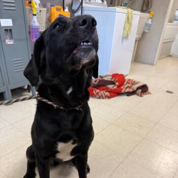 Myla -  Black Labrador Retriever and German Shepherd Dog Dog for Adoption in Milford, Iowa - Myla | PetCurious