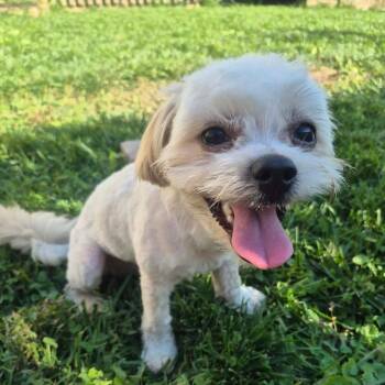 Charlie -  Shih Tzu Dog for Adoption in Tomah, Wisconsin - Charlie | PetCurious