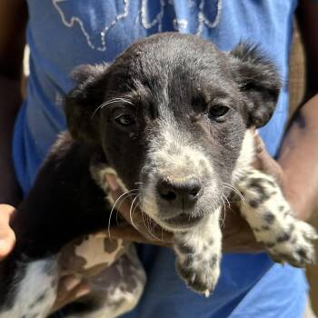 Labrador Retriever Dogs Available for Adoption - Buzzy - Local April 10-12 | PetCurious