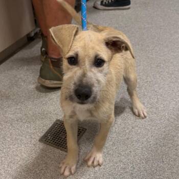 Mixed Breed Dogs Available for Adoption - Collin | PetCurious