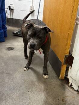 ACHILLES -  Pit Bull Terrier Dog for Adoption - ACHILLES | PetCurious