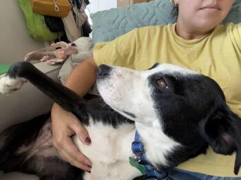 Stassi -  Terrier and Labrador Retriever Dog for Adoption in Silver Spring, Maryland - Stassi | PetCurious